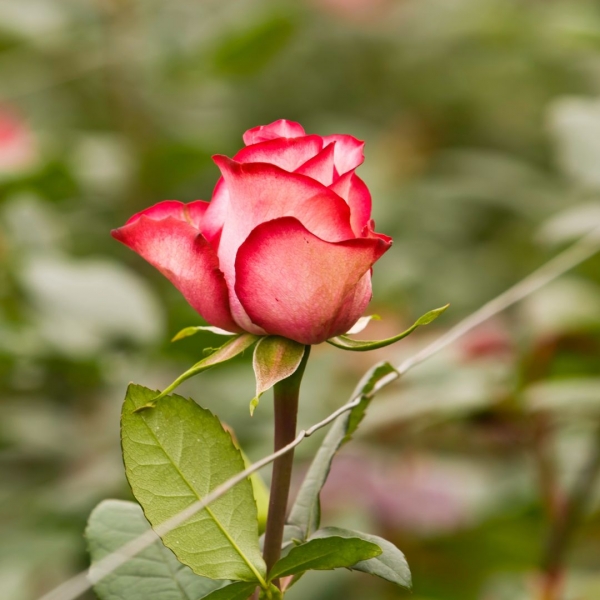 FSS Ecuadorian Rose Extract OS